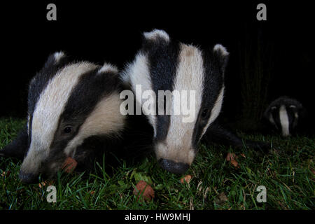 Nahaufnahme von paar der eurasischen Dachs (Meles Meles) Besuch Vorort Garten in der Nacht, Hastings, East Sussex, UK Stockfoto