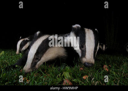 Nahaufnahme von paar der eurasischen Dachs (Meles Meles) Besuch Vorort Garten in der Nacht, Hastings, East Sussex, UK Stockfoto