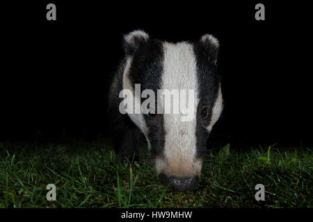 Nahaufnahme des eurasischen Dachs (Meles Meles) Besuch Vorort Garten in der Nacht, Hastings, East Sussex, UK Stockfoto