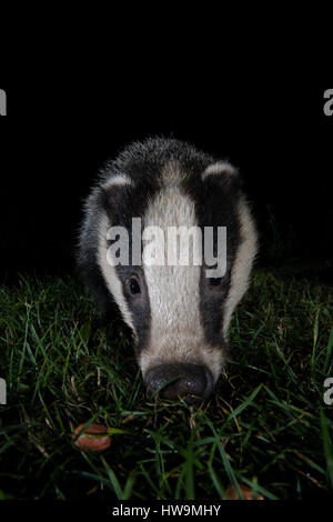 Nahaufnahme des eurasischen Dachs (Meles Meles) Besuch Vorort Garten in der Nacht, Hastings, East Sussex, UK Stockfoto