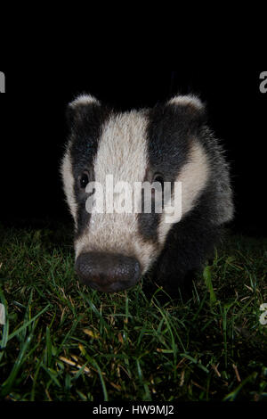 Nahaufnahme des eurasischen Dachs (Meles Meles) Besuch Vorort Garten in der Nacht, Hastings, East Sussex, UK Stockfoto