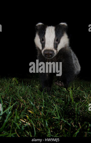 Nahaufnahme des eurasischen Dachs (Meles Meles) Besuch Vorort Garten in der Nacht, Hastings, East Sussex, UK Stockfoto