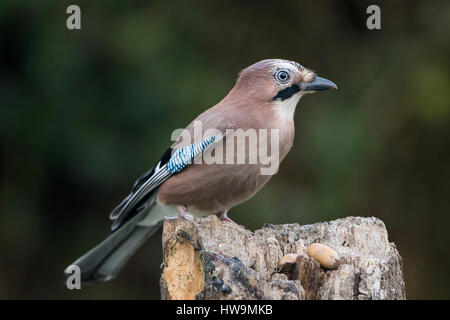 Ein Eichelhäher (Garrulus Glandarius) etwa zu holen eine Eichel aus Garten, Hastings, East Sussex, UK Stockfoto