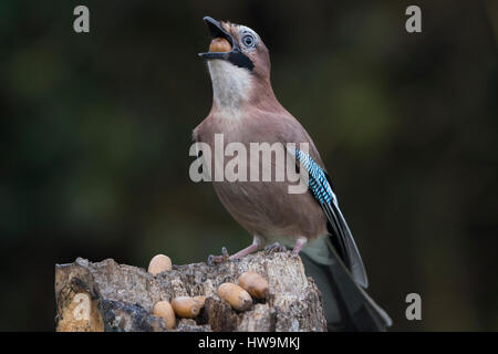 Ein Eichelhäher (Garrulus Glandarius) schlucken eine Eichel in Garten, Hastings, East Sussex, UK Stockfoto