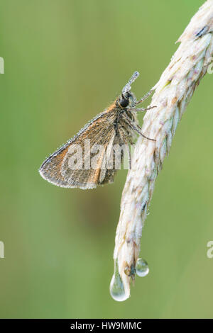 Ein Small Heath Schmetterling (Coenonympha Pamphilus) Rossting auf Saatgut Graskopf, bedeckt im Tau, dichten Wäldern Brede, East Sussex, UK Stockfoto