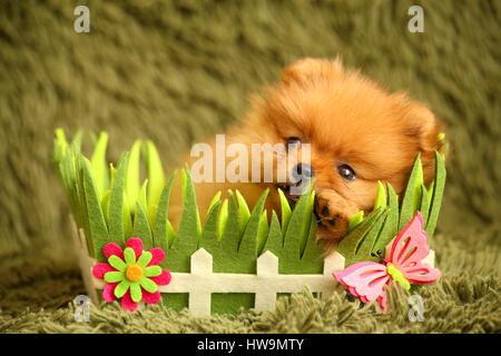 Pomeranian Welpen auf einer Couch in einem dekorativen Korb Stockfoto