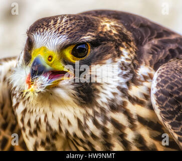 Farbe head-shot Porträt einer weiß braun Hawk beim Essen Stockfoto