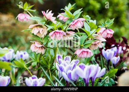 Helleborus orientalis Harvington Pinks, Krokus, Krokusse. Farbenfrohe Frühling Grenze. Stockfoto