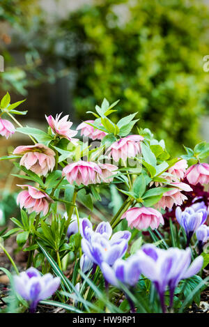 Helleborus orientalis Harvington Pinks, Krokus, Krokusse. Farbenfrohe Frühling Grenze. Stockfoto