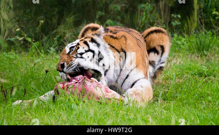 Horizontale Nahaufnahme von einem bengalischen Tiger. Stockfoto