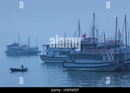 Vietnam, Halong Stadt, Bai Chay Port, Halong Bay Ausflugsboote, morgen Stockfoto