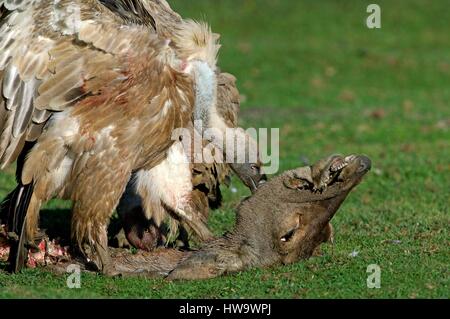 Frankreich, Pyrenäen, Gänsegeier (abgeschottet Fulvus), auf Rehe Schlachtkörper Stockfoto