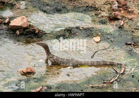 Thailand, Wasser-Waran (Varanus Salvator) Stockfoto