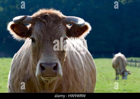 Frankreich, Blonde d ' Aquitaine-Kuh (Bos Taurus) Stockfoto