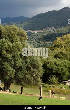 Frankreich, Corse du Sud, prähistorische Fundstätte von Filitosa, Ausrichtung von Menhiren Statuen unter einem Jahrtausend Oliven Baum Stockfoto