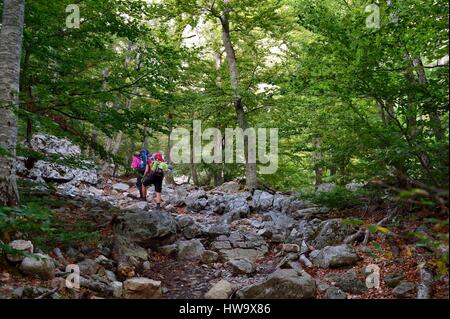 Frankreich, Haute Corse, Vivario, Wandern auf dem GR 20, zwischen Onda Zuflucht und Vizzavona im Wald Vizzavona Stockfoto