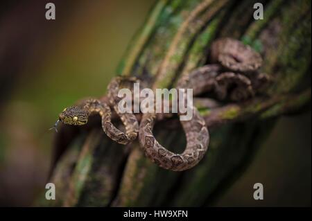 Frankreich, Guyana, Französisch-Guyana Amazonas Park, Herz-Bereich, Mount Itoupe, Regenzeit, juvenile Amazonas Boa seine Zunge (Corallus Hortulanus) auf einer Liane Schildkröte (Bauhinia sp) Stockfoto