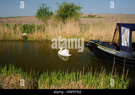 Ein Erwachsener Höckerschwan verteidigt sein Nest neben dem Kanal, vor einem herannahenden schmal-Boot. Stockfoto