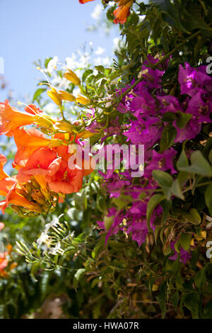 Orange und lila Blüten, die über eine Mauer klettern Stockfoto