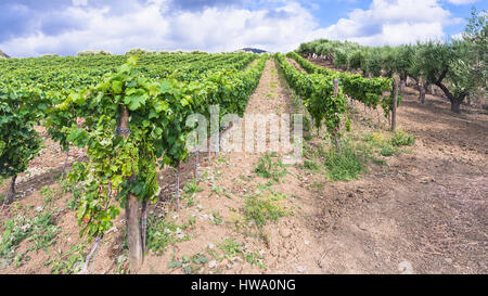 Agrotourismus in Italien - grüne Weinberge und Olivenbäume Garten im Ätna-Region in Sizilien Stockfoto