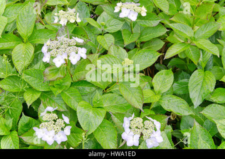 Hydrangea macrophylla Stockfoto