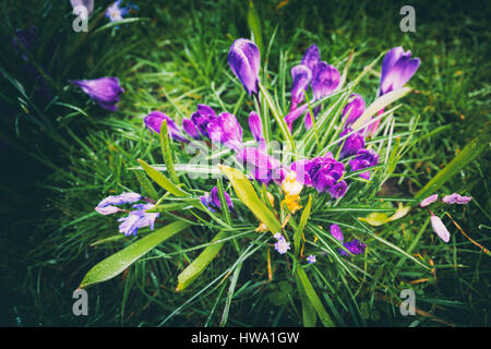 Frühling Krokusse auf grünen Rasen Hintergrund, Ansicht von oben Stockfoto