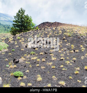 Reisen Sie nach Italien - Vegetation am Hang der alten vulkanischen Krater des Mount Etna in Sizilien Stockfoto