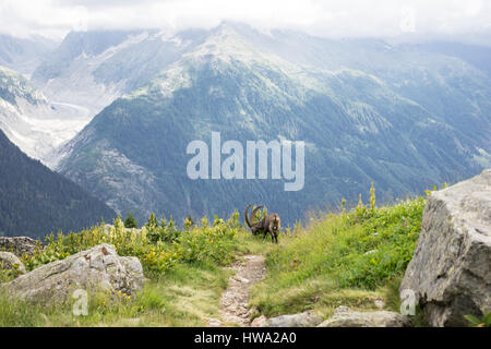 Männlicher Alpensteinbock (wissenschaftlicher Name: Capra Steinbock) in den französischen Alpen. Stockfoto