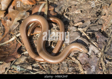 Nahaufnahme eines langsamen Wurms (Anguis fragilis), Großbritannien Stockfoto