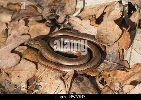 Nahaufnahme einer Blindschleiche (geschiedenen Fragilis) aufgerollt Stockfoto