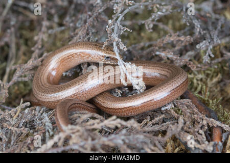 Nahaufnahme eines langsamen Wurms (Anguis fragilis), Großbritannien Stockfoto