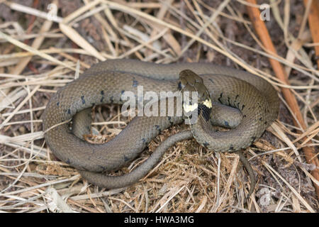 Nahaufnahme von unreifen Ringelnatter (Natrix Natrix) in natürlichen Heathland Lebensraum in Surrey, Großbritannien Stockfoto