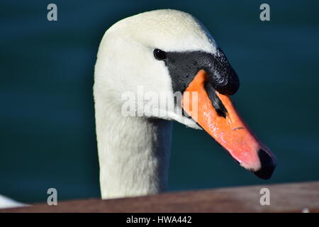 Nahaufnahme der Höckerschwan Kopf und Hals mit Wassertropfen Stockfoto