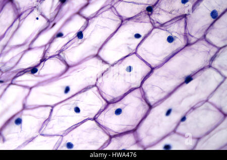 Zwiebel Epidermis mit großen Zellen unter Lichtmikroskop. Klar Epidermiszellen einer Zwiebel, Allium Cepa, in einer einzigen Schicht. Stockfoto