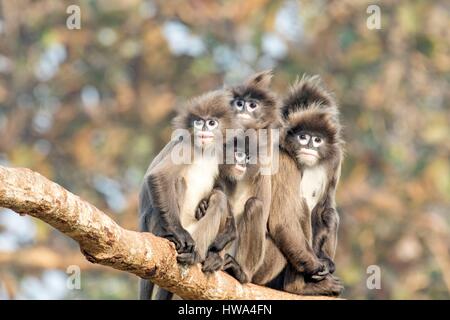 Indien, Bundesstaat Tripura, Phayre Blatt Affen oder Phayre Languren (Trachypithecus Phayrei) Stockfoto