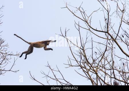 Indien, Bundesstaat Tripura, Phayre Blatt Affen oder Phayre Languren (Trachypithecus Phayrei) Stockfoto