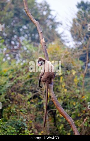 Indien, Bundesstaat Tripura, Phayre Blatt Affen oder Phayre Languren (Trachypithecus Phayrei) Stockfoto