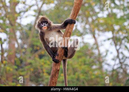 Indien, Bundesstaat Tripura, Phayre Blatt Affen oder Phayre Languren (Trachypithecus Phayrei) Stockfoto