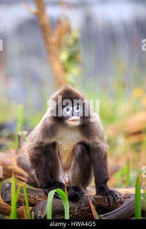 Indien, Bundesstaat Tripura, Phayre Blatt Affen oder Phayre Languren (Trachypithecus Phayrei) Stockfoto