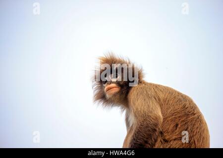 Indien, Bundesstaat Tripura, Phayre Blatt Affen oder Phayre Languren (Trachypithecus Phayrei) Stockfoto