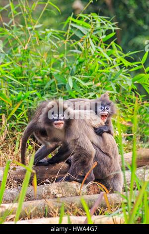 Indien, Bundesstaat Tripura, Phayre Blatt Affen oder Phayre Languren (Trachypithecus Phayrei) Stockfoto