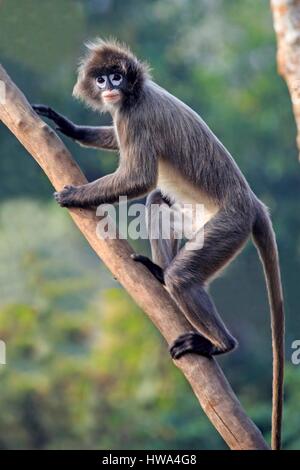 Indien, Bundesstaat Tripura, Phayre Blatt Affen oder Phayre Languren (Trachypithecus Phayrei) Stockfoto