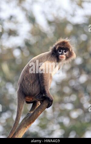 Indien, Bundesstaat Tripura, Phayre Blatt Affen oder Phayre Languren (Trachypithecus Phayrei) Stockfoto