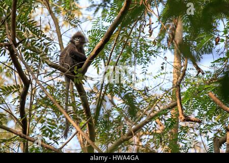 Indien, Bundesstaat Tripura, Phayre Blatt Affen oder Phayre Languren (Trachypithecus Phayrei) Stockfoto