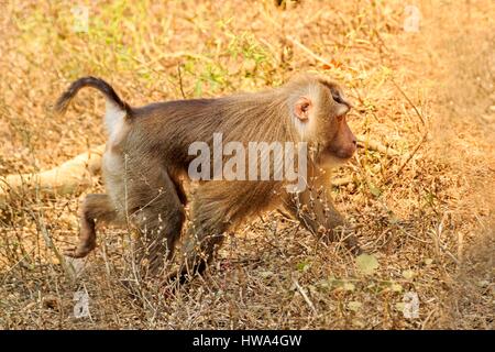 Indien, Bundesstaat Tripura, nördlichen Schwein-tailed Macaque (Macaca Leonina) Stockfoto