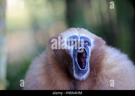 Indien, Tripura Staat, Gumti Wildschutzgebiet, westlichen Hoolock Gibbon (Hoolock Hoolock), erwachsenes Weibchen heulen Stockfoto