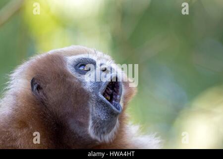 Indien, Tripura Staat, Gumti Wildschutzgebiet, westlichen Hoolock Gibbon (Hoolock Hoolock), erwachsenes Weibchen heulen Stockfoto