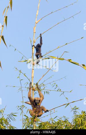 Indien, Tripura Staat, Gumti Wildschutzgebiet, westlichen Hoolock Gibbon (Hoolock Hoolock), erwachsenes Weibchen mit baby Stockfoto