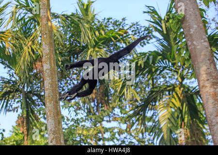 Indien, Tripura Staat, Gumti Wildschutzgebiet, westlichen Hoolock Gibbon (Hoolock Hoolock), Männchen Stockfoto