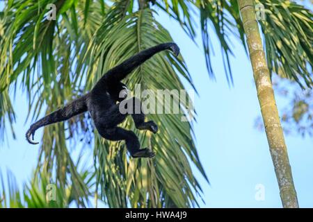 Indien, Tripura Staat, Gumti Wildschutzgebiet, westlichen Hoolock Gibbon (Hoolock Hoolock), Männchen Stockfoto